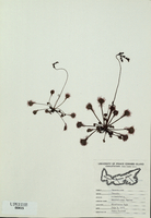 Drosera rotundifolia-tn.jpg