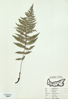Dryopteris cristata-tn.jpg