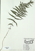 Dryopteris noveboracensis-tn.jpg