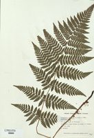 Dryopteris spinulosa-tn.jpg