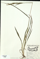 Echinochloa crusgalli-tn.jpg