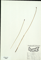 Eleocharis halophila-tn.jpg