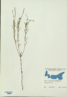 Epilobium leptophyllum-tn.jpg