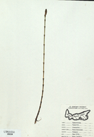 Equisetum fluviatile-tn.jpg