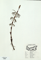Equisetum sylvaticum-tn.jpg