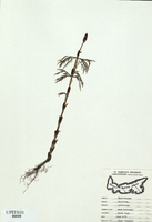 Equisetum sylvaticum-tn.jpg