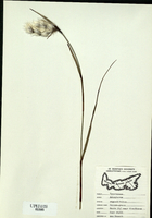 Eriophorum polystachion-tn.jpg