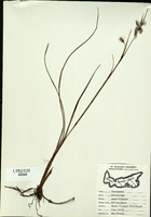 Eriophorum polystachion-tn.jpg