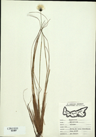 Eriophorum vaginatum-tn.jpg