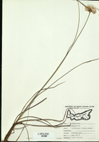 Eriophorum virginicum-tn.jpg