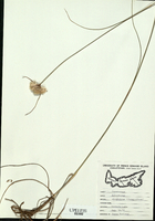 Eriophorum virginicum-tn.jpg