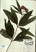Eupatorium maculatum-tn.jpg