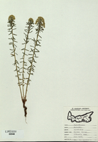 Euphorbia cyparissias-tn.jpg