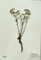 Euphorbia cyparissias-tn.jpg