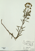 Euphorbia esula-tn.jpg