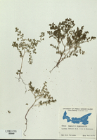 Euphorbia glyptosperma-tn.jpg