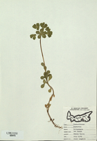 Euphorbia helioscopia-tn.jpg