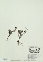 Euphrasia officinalis-tn.jpg