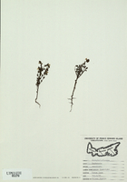 Euphrasia officinalis-tn.jpg