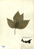 Fagus grandifolia-tn.jpg