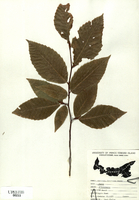 Fagus grandifolia-tn.jpg