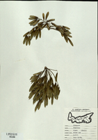 Fraxinus nigra-tn.jpg