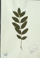 Fraxinus nigra-tn.jpg