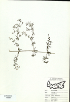 Galium asprellum-tn.jpg