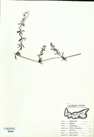 Galium asprellum-tn.jpg