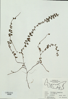 Gaultheria hispidula-tn.jpg