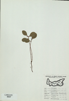 Gaultheria procumbens-tn.jpg