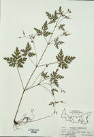 Geranium robertianum-tn.jpg