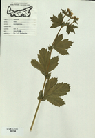 Geum macrophyllum-tn.jpg