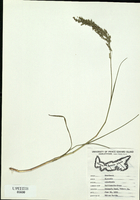 Glyceria canadensis-tn.jpg