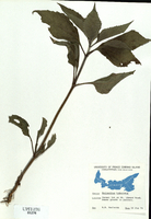 Helianthus tuberosus-tn.jpg