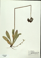 Hieracium aurantiacum-tn.jpg