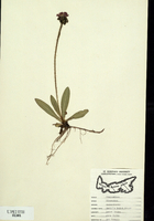 Hieracium aurantiacum-tn.jpg