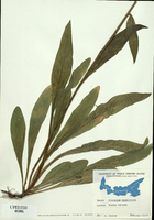 Hieracium caespitosum-tn.jpg