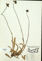 Hieracium floribundum-tn.jpg