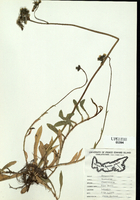 Hieracium floribundum-tn.jpg