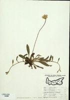Hieracium pilosella-tn.jpg