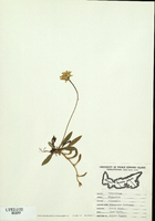 Hieracium pilosella-tn.jpg