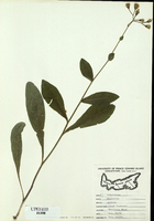 Hieracium scabrum-tn.jpg
