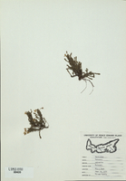 Hudsonia ericoides-tn.jpg