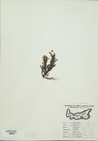 Hudsonia ericoides-tn.jpg