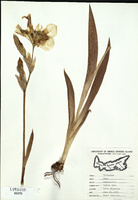 Iris pseudoacorus-tn.jpg