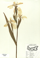 Iris pseudoacorus-tn.jpg
