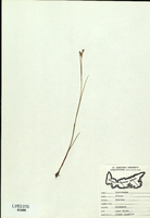 Juncus alpinoarticulatus-tn.jpg
