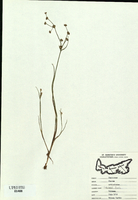 Juncus articulatus-tn.jpg