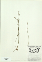 Juncus pelocarpus-tn.jpg
